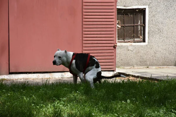 Köpek çimlere sıçıyor.