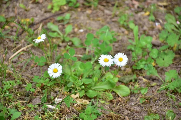 Gyönyörű Virágok Erdőben — Stock Fotó