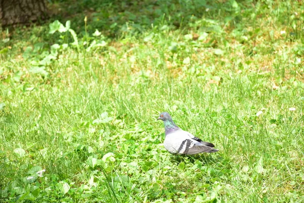 Closeup Young Pigeon Walking Green Grass — Fotografia de Stock