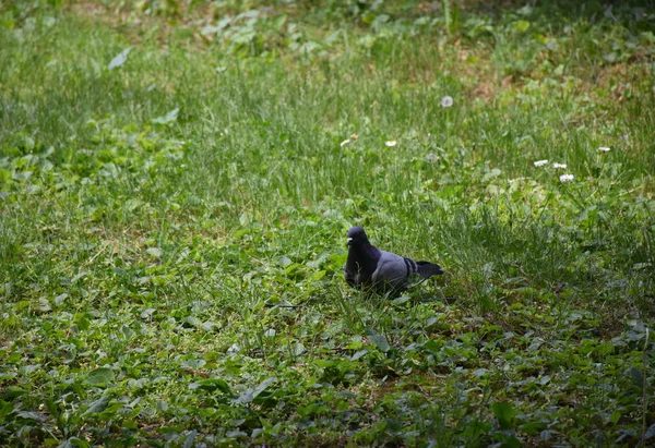Closeup Young Pigeon Walking Green Grass — 图库照片