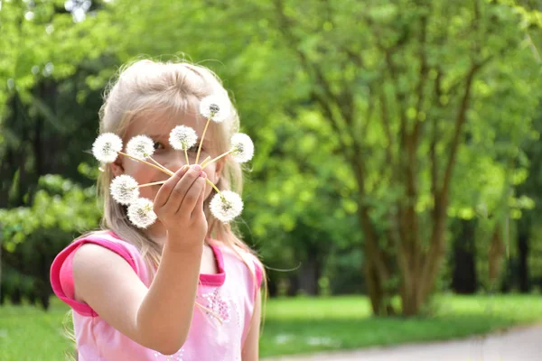 Une Petite Fille Avec Des Pissenlits Dans Ses Mains — Photo