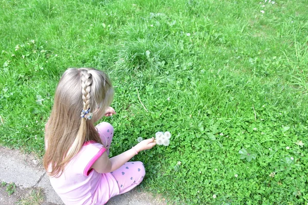 Une Petite Fille Avec Des Pissenlits Dans Ses Mains — Photo