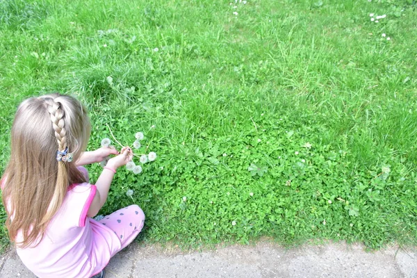 Une Petite Fille Avec Des Pissenlits Dans Ses Mains — Photo