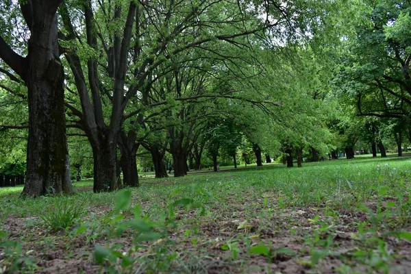 Tropikal ormanda büyük bir ağaç