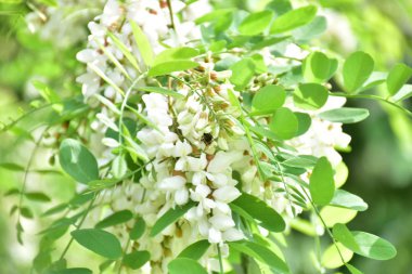 Çiçek açan Maya akasya bir dalı