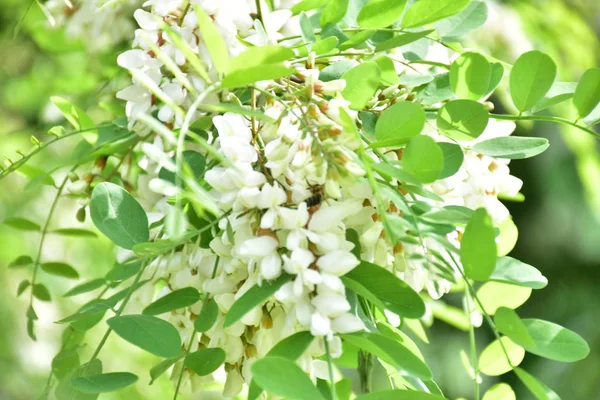 Spring Bloom Fruit Trees Garden — Stock Photo, Image