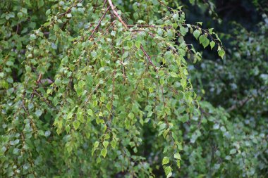 güzel yeşil arkaplan ve çimen ve bitki