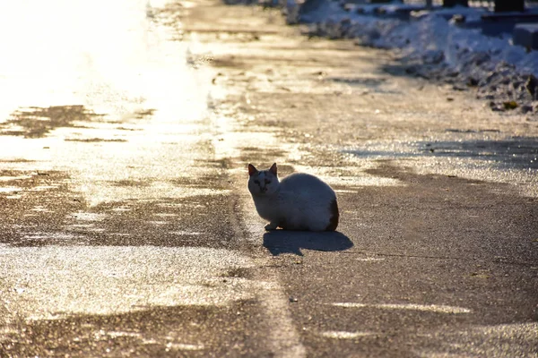 Cat Snow — Stock Photo, Image