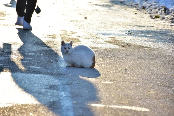 Кошка Снегу — стоковое фото