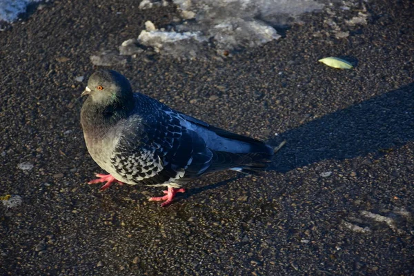 Close Shot Van Duif Vogel Het Park Een Zomerdag — Stockfoto