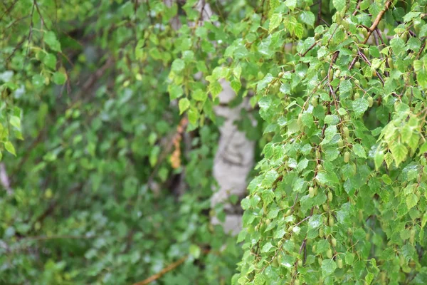 Hermoso Fondo Verde Hierba Planta —  Fotos de Stock