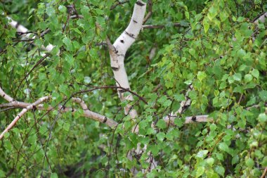 güzel yeşil arkaplan ve çimen ve bitki