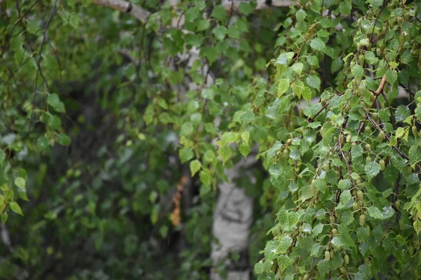 Hermoso Fondo Verde Hierba Planta — Foto de Stock