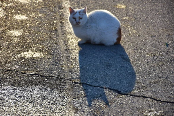 雪地里的猫 — 图库照片