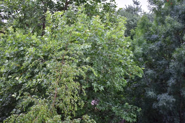 Fundo Verde Bonito Grama Planta — Fotografia de Stock