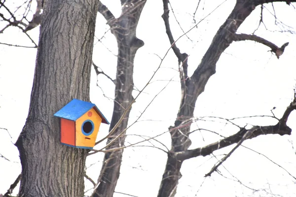 Wooden Birdhouse Birds Tree — Stock Photo, Image