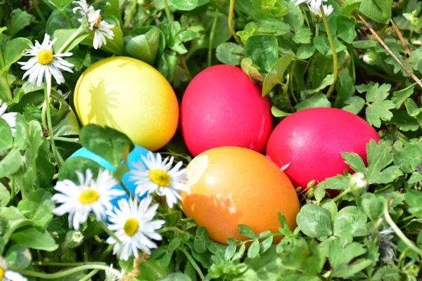 Pintar Huevos Para Semana Santa Aire Libre —  Fotos de Stock