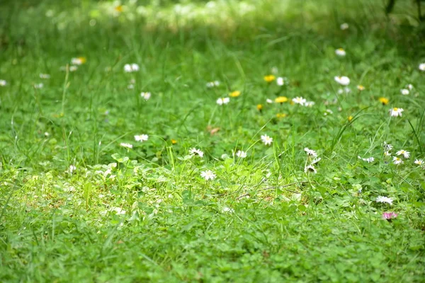 Prachtig Landschap Groen Gras Bomen — Stockfoto