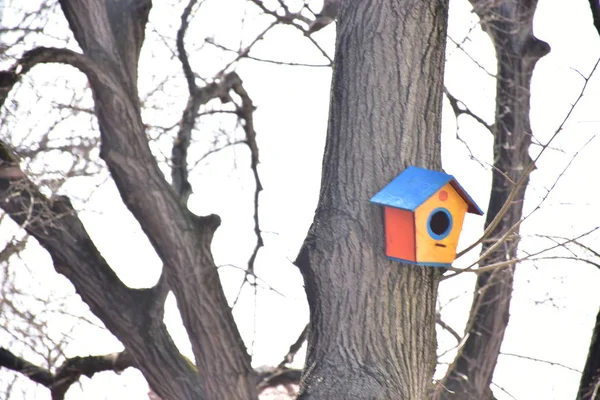 Pajarera Madera Para Pájaros Árbol —  Fotos de Stock