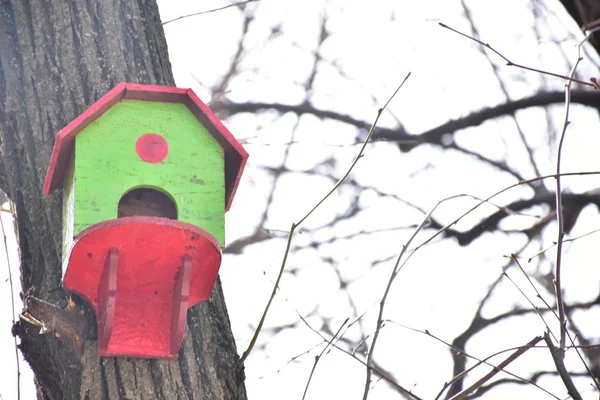 Houten Vogelhuisje Voor Vogels Aan Een Boom — Stockfoto