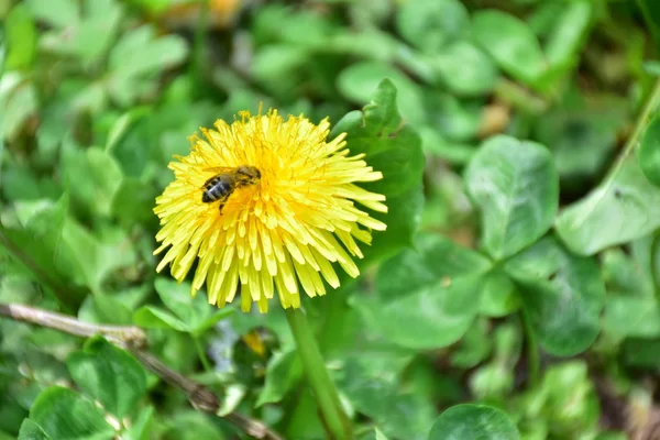 Biene Sitzt Auf Einem Gelben Löwenzahn — Stockfoto