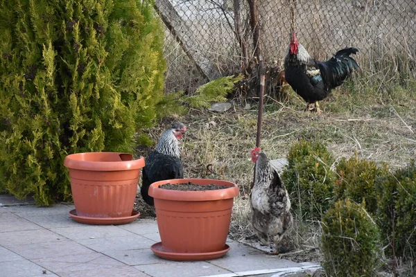 Gallo Pollo Gallinero — Foto de Stock