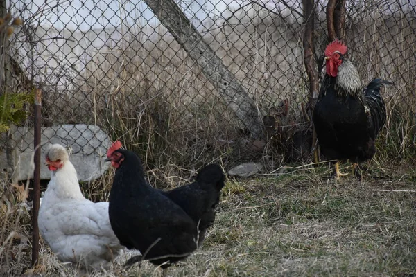 鶏小屋の鶏と鶏 — ストック写真