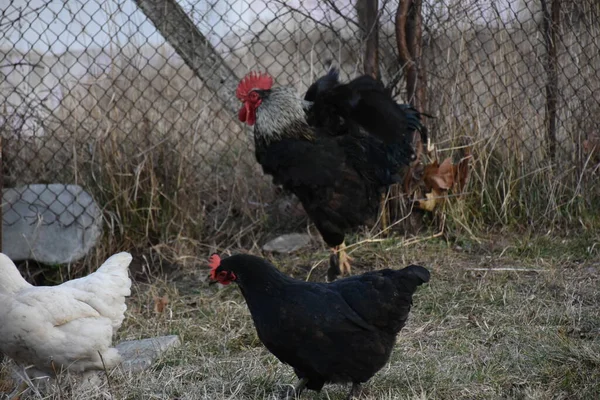 Coq Poulet Dans Poulailler — Photo