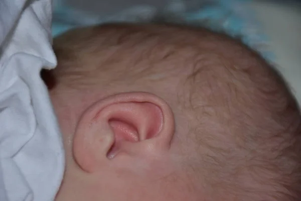 新生婴儿的耳朵和手 — 图库照片