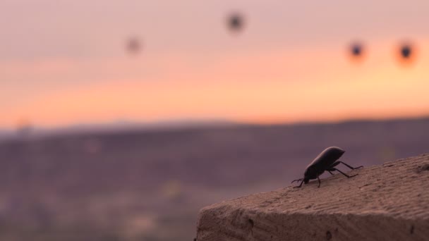 Dawn lövés. Fekete bogár a törzs Tenebrionidae halad a repülő léggömbök antennák a háttérben. — Stock videók
