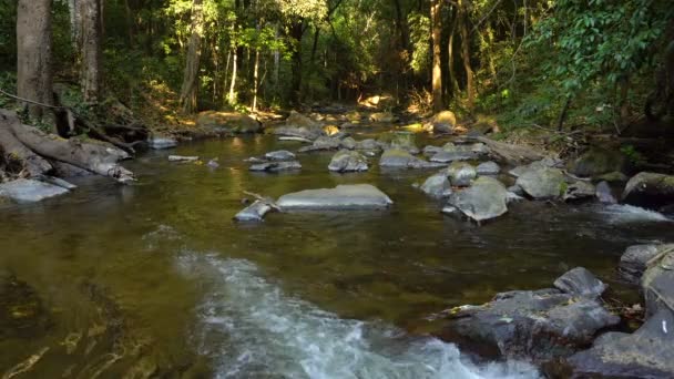 Flusso fresco nella lussureggiante foresta pluviale tropicale della giungla — Video Stock
