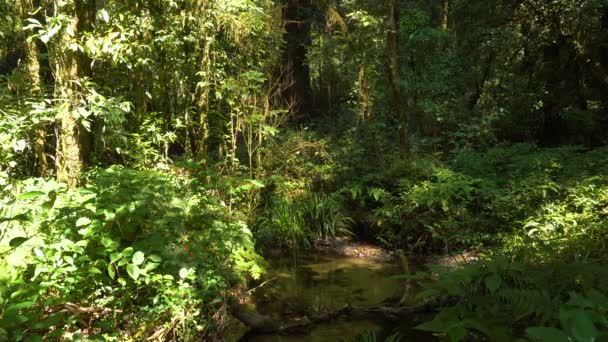 郁郁葱葱的热带丛林雨林里的淡水溪流 — 图库视频影像