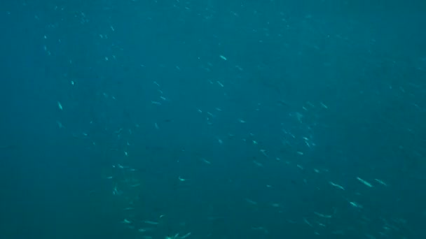青い水の中の魚の学校 — ストック動画