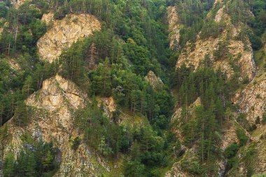 Çam ormanı Caucasus dağ güneşli bir gün, güzel manzara. Elbrus bölgesi, Kuzey Kafkasya, Rusya Federasyonu