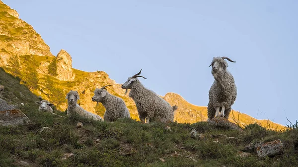 Cabras de montanha na montanha do Cáucaso no dia ensolarado. Elbrus Region, Cáucaso do Norte, Rússia — Fotografia de Stock