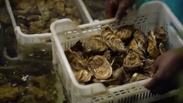 Manos de Negro Afro Man Hold Basket con mejillones de ostra — Vídeos de Stock