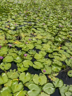 Doğal Patterm gölet Lotus bırakır nilüfer çiçekleri ile