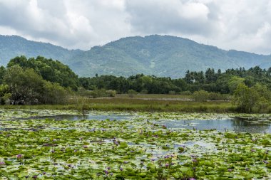 Su birikintisi arka plan üzerinde orman ve dağlar ile Lotus çiçek peyzaj ile.