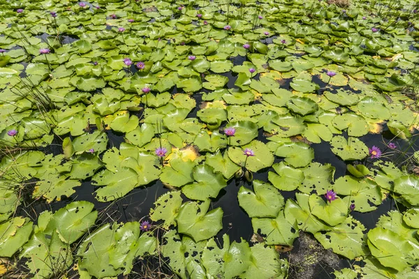Natürliche patterm der Teich mit Lotusblättern Seerosenblüten — Stockfoto