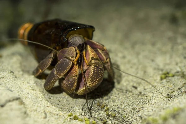 Büyük yalnızcıl yengeç Paguroidea ya da asker-yengeç yeni ev kırık cam şişede bulundu. Ekoloji sorunları bağlam