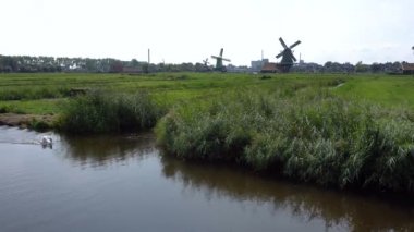 Beyaz Kuğu Zaanse Schans'a Köyü, Hollanda chanel içinde yüzüyor. Turistik köyü yakınında yel değirmenleri ile Amsterdam ve tarihi Hollanda evleri