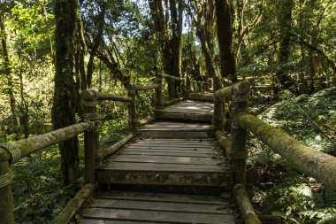 Ahşap köprü içinde yosunlu Highlands tropikal yağmur ormanlarında Tayland dağlar. Doi Inthanon Milli Parkı.