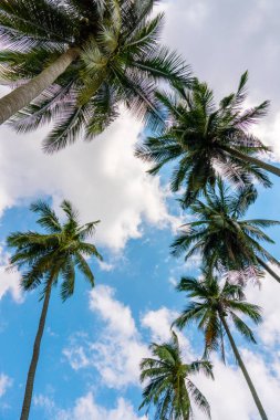 Mavi bulutlu gökyüzü karşı birkaç palmiye ağaçları