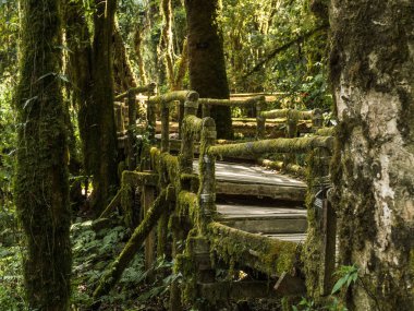 Ahşap köprü içinde yosunlu Highlands tropikal yağmur ormanlarında Tayland dağlar. Doi Inthanon Milli Parkı.