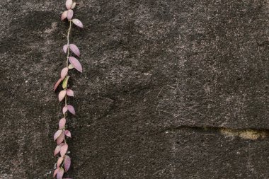 Orman Soyut doku. Vahşi kırmızı branck siyah volkanik taş tropikal bitki