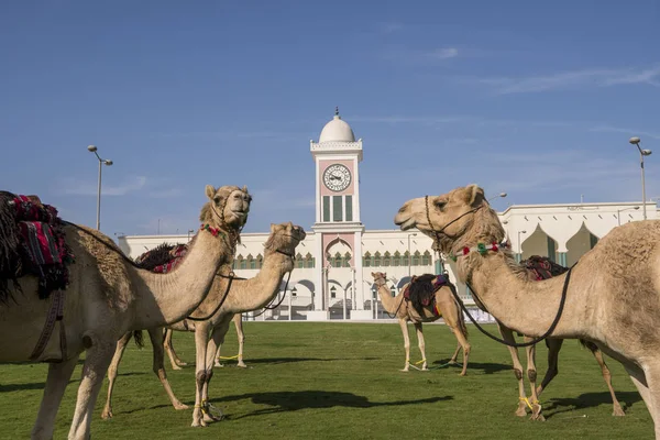 Arábados tradicionais montando camelos em frente à Grande Mesquita em Doha, Qatar — Fotografia de Stock