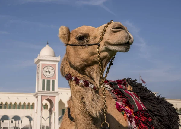 Doha, Katar Ulu Camii önünde geleneksel Araplar deve sürme yakın çekim