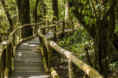 Ahşap köprü içinde yosunlu Highlands tropikal yağmur ormanlarında Tayland dağlar. Doi Inthanon Milli Parkı.