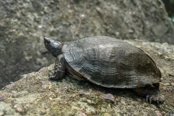 Een schildpad van de rivier op een steen in natuurlijke regenwoud Nationaal Park Khao Yai, Thailand — Stockfoto