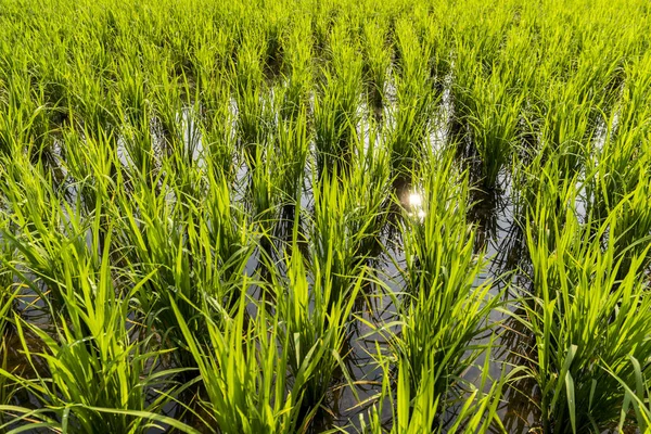 Rice fields, terraces, plantation, farm. An organic asian rice farm and agriculture. Young growing rice